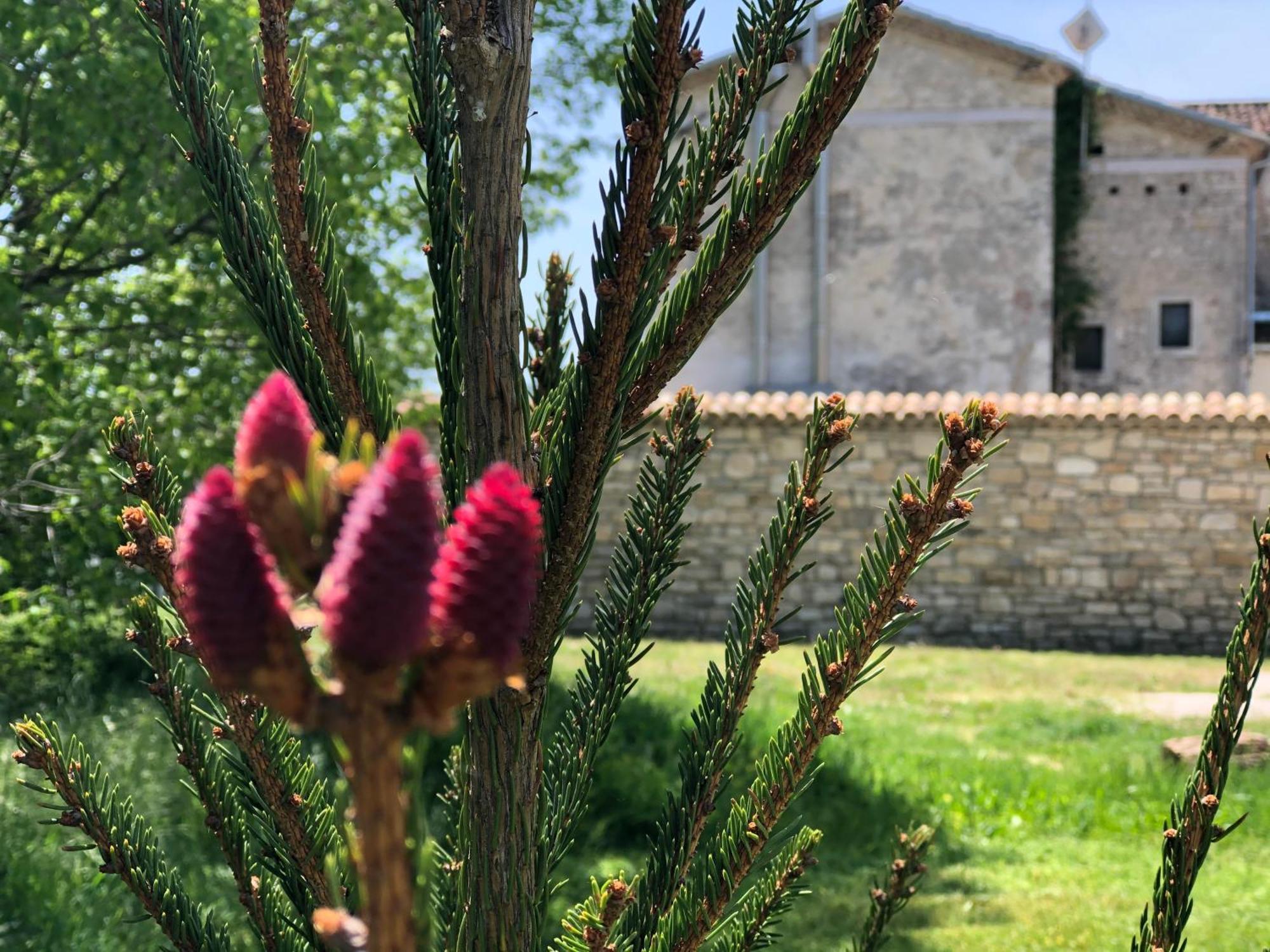 Antica Taverna Del Principe Sepino Zewnętrze zdjęcie